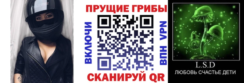 блэк спрут вход  Урус-Мартан  Псилоцибиновые грибы Cubensis 